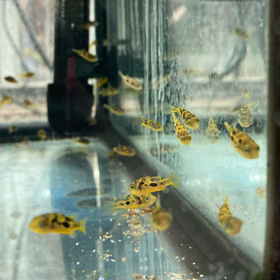 Pea Puffers: The Tiny but Playful Freshwater Fish