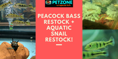 Peacock Bass + Aquatic Snail Restock