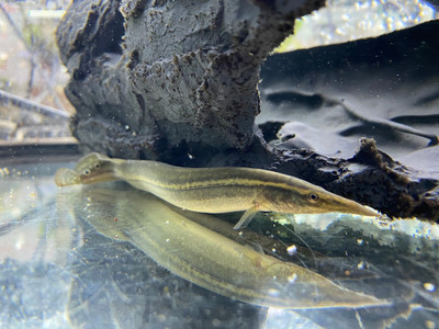 Peacock Eel