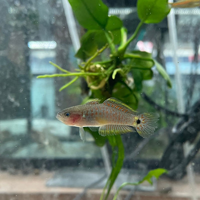 Peacock Gudgeon (Tateurndina ocellicauda)