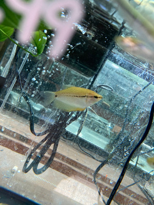 Pearl Gourami – Trichogaster leeri