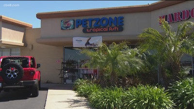 Pet Zone Tropical Fish Featured on San Diego's CBS News 8 'Shop Local AAPI Heritage Month Segment'
