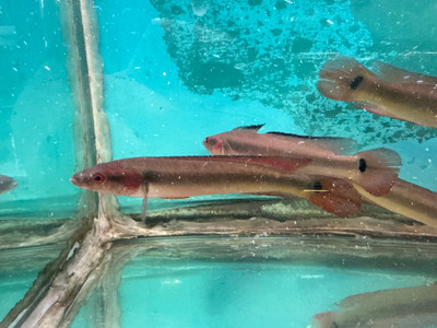 Red Atabapo Pike Cichlid