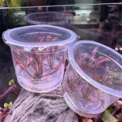 Cryptocoryne Pink Flamingo: A Detailed Guide to Care and Cultivation 