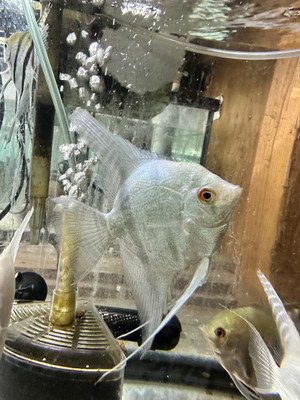 Blue Angelfish