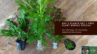 Plant SALE This Halloween Weekend At Pet Zone & Hakkai