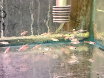 Platinum Neon Tetra