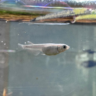 Platinum Medaka Ricefish (Oryzias latipes)