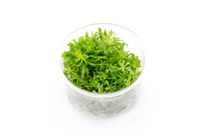 Pogostemon Helferi (Downoi)