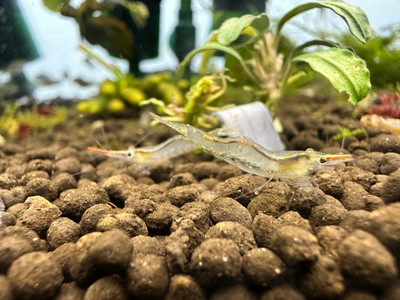 Pinocchio Shrimp (Caridina gracilirostris)