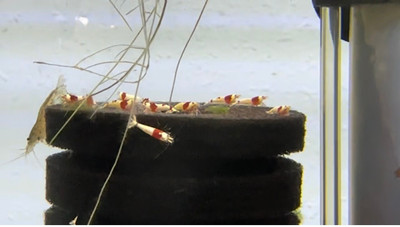 Pure Red Line Crystal Red Shrimp
