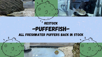 Freshwater Pufferfish Restock!