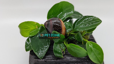 Unveiling the Nerite Snail: A Fascinating Aquatic Companion for Your Aquarium 