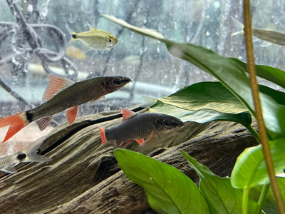 Rainbow Shark