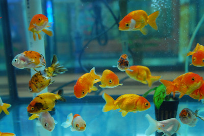 Ranchu Goldfish