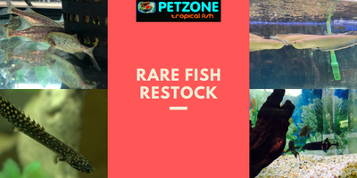 Rare Fish Restock This Week At Pet Zone SD