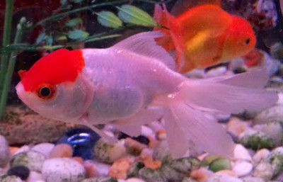 Red Cap Oranda