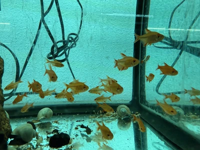 Red Cherry Tetra — Hyphessobrycon sp. “MZUEL 17771”