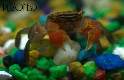Red Clawed Crab