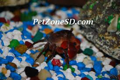 Red Clawed Crab