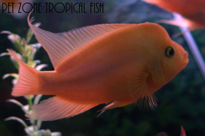 Red Devil Cichlid