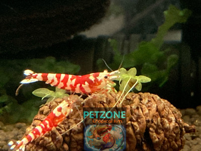 Red Fancy Tiger Caridina Shrimp Red Fancy Tiger Caridina Shrimp