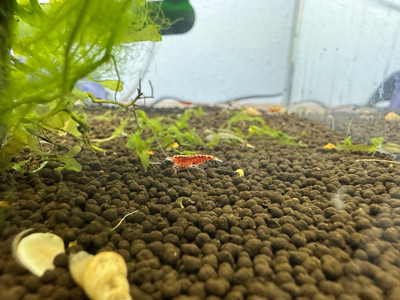 Red Pinto Dwarf Shrimp