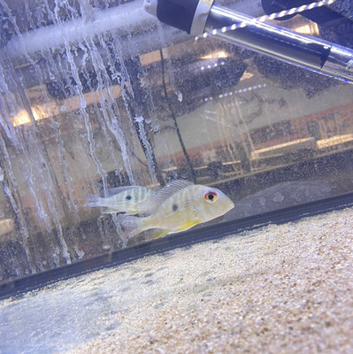 Red Striped Eartheater