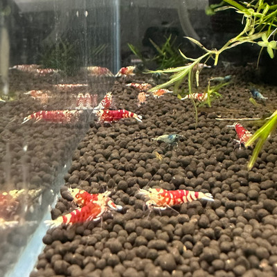 ​Unveiling the Fascinating World of Red Tibee Shrimp