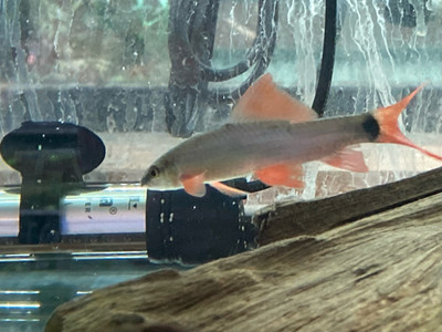 Redtail Black Shark