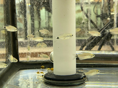 Reed Tetra