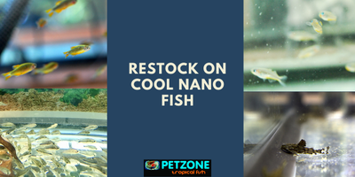 Restock On Cool Nano Fish + Asian Stone Cats