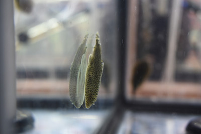 ​The Enigmatic UFO Hillstream Loach: A Galactic Addition to Your Aquarium