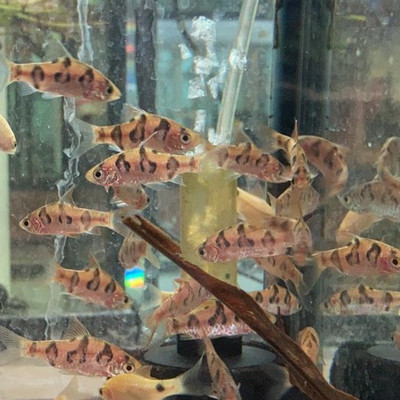 Rhombo Snakeskin Barb
