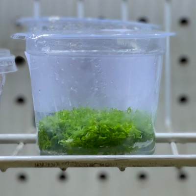 Riccia fluitans Tissue Culture