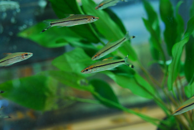 Roseline Sharkminnow