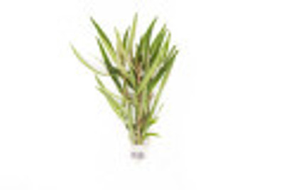 Rotala Araguaia "Red Cross"