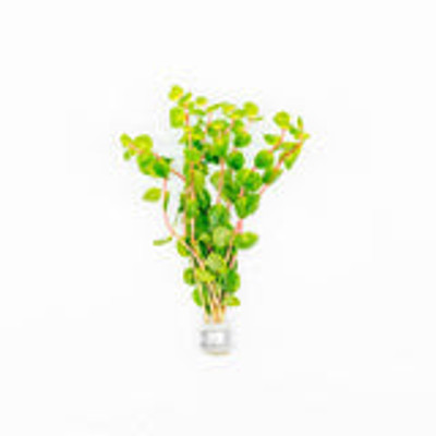 Rotala rotundifolia “Orange Juice”