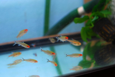 Discovering the Vibrant Beauty of the Rummynose Tetra: A Jewel of the Freshwater Aquarium 