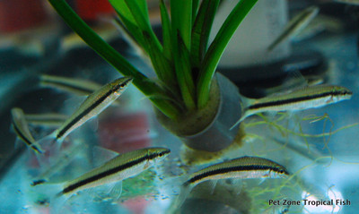 Unveiling the Siamese Algae Eater: Your Ally in Aquatic Algae Control