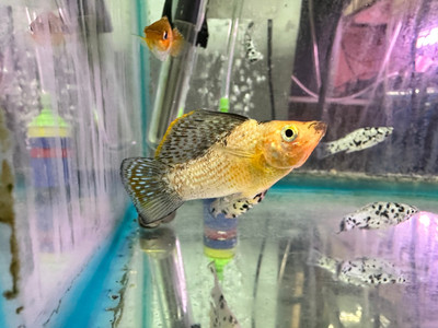 Sailfin Molly (Poecilia latipinna)