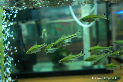 Scissortail Rasbora