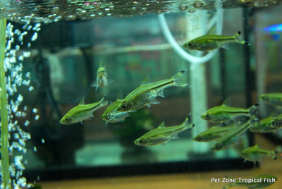 ​The Scissortail Rasbora: A Graceful Addition to Your Aquarium