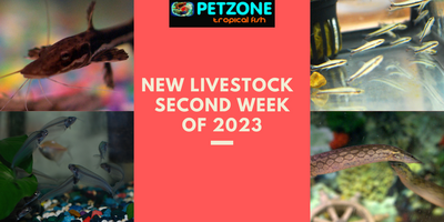 New Fish, Crabs, Snails & Shrimp For Second Week of 2023 Here At Pet Zone SD