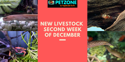 Livestock For Second Week of December - Pet Zone SD