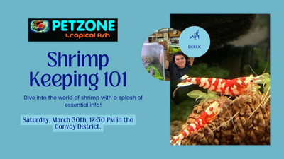 ​Shell-ebrate Shrimp: Dive into the Exciting World of Shrimp Keeping with Our Free Masterclass!