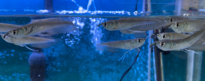 ​Raising Silver Arowana Fry from a Young Age: Arowana Fishkeeping Tips and Techniques