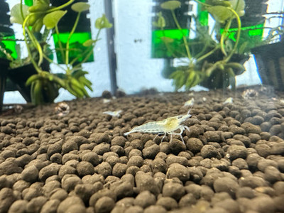 Snowball Dwarf Shrimp