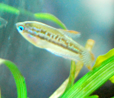 Sparkling Gourami (Trichopsis pumila)