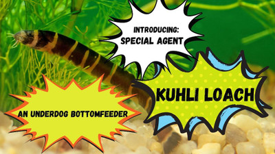 Special Agent, Kuhli Loach